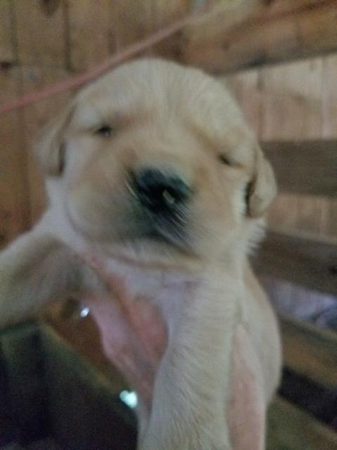 Golden Retriever puppy for sale + 53611