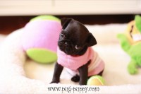 Fawn Male & Female Pug Puppies JUST BORN SEPT 1ST Pug for sale/adoption