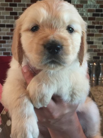 Golden Retriever puppy for sale + 48225