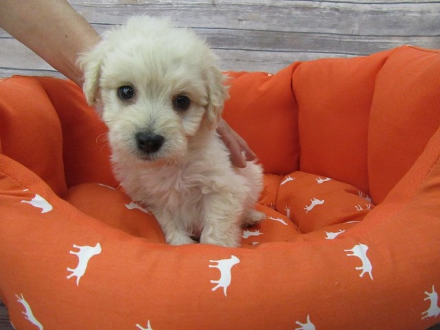 Maltese puppy for sale + 47243