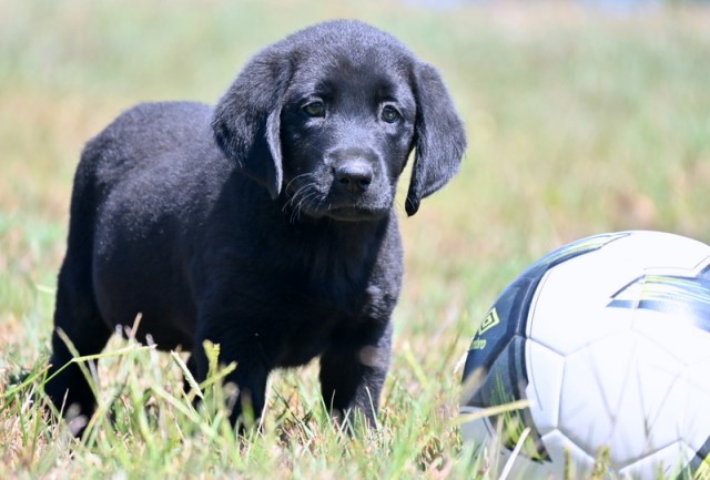 Labrador Retriever puppy for sale + 66671