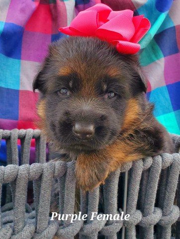 German Shepherd Dog puppy for sale + 65096