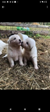 maremma pups working bloodlines