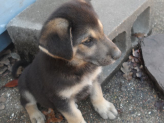 German Shepherd Dog puppy for sale + 48055