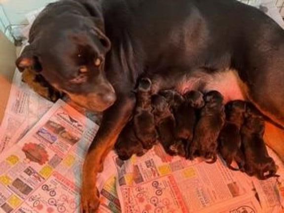 AKC Rottweiler Puppies Ready to go home