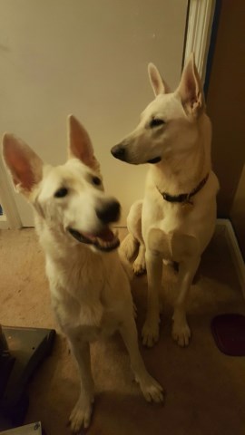 White German Shepherd Pups