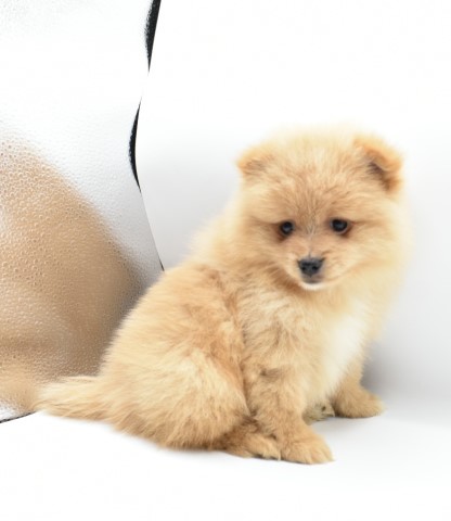 Pomeranian puppy for sale + 63372