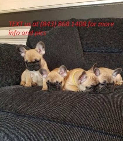 Top Quality French Bulldog Pups Now Ready