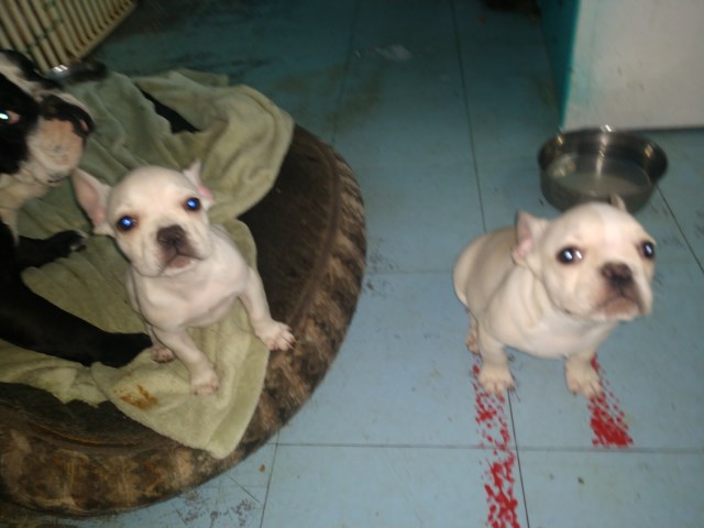French bulldog puppies