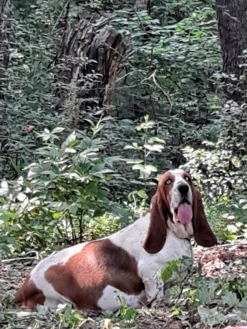 AKC Basset Hound Adult Female (4 yr 5 months old)