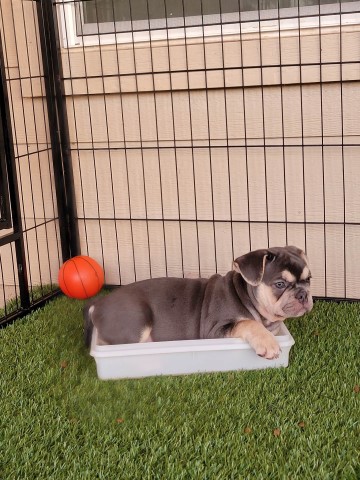 French Bulldog puppy for sale + 64595