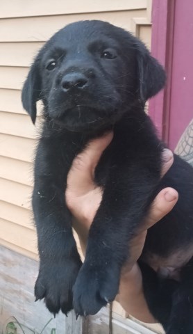 AKC Labs- new litter
