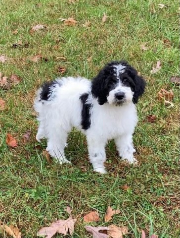 CHRISTMAS SPECIAL-Aussiedoodle Pups