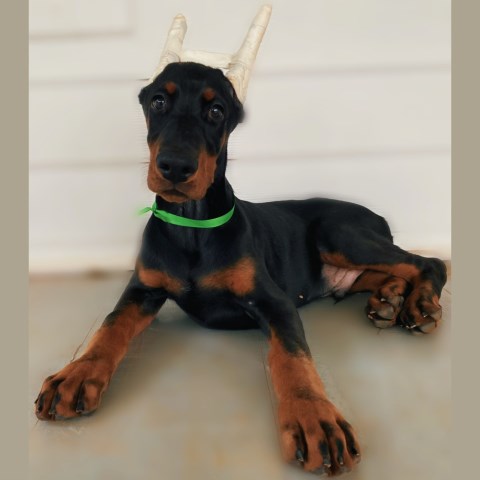 Doberman Pinscher puppy for sale + 51036