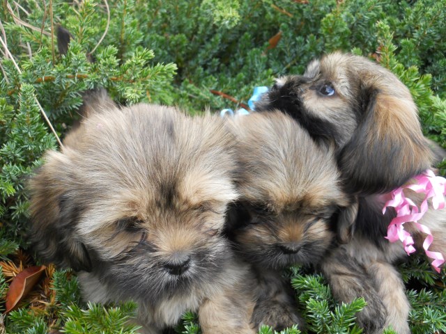 AKC LHASA APSO PUPPIES - 5 Males - 1 Female