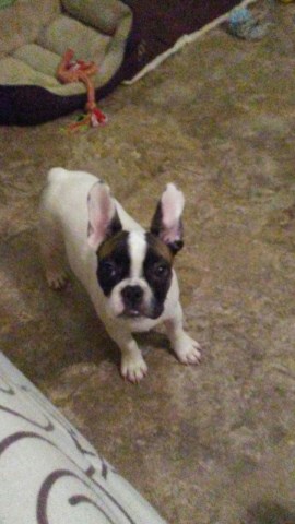 French Bulldog puppy for sale + 50968
