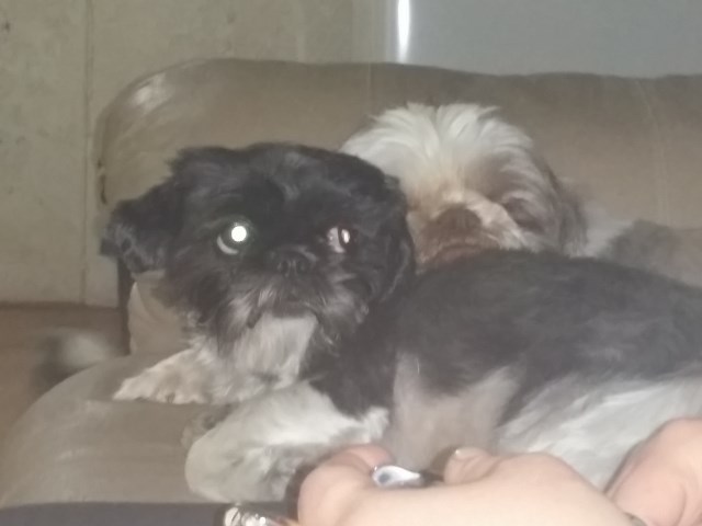 Shi tzu  dogs for adoption
