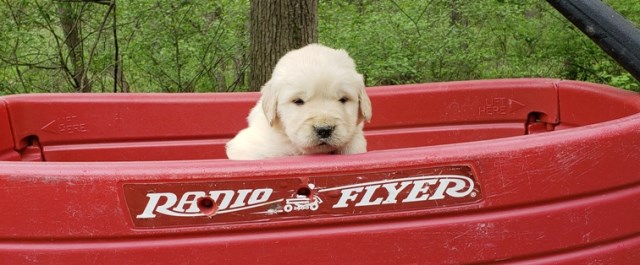 Golden Retreiver, cute and great lineage