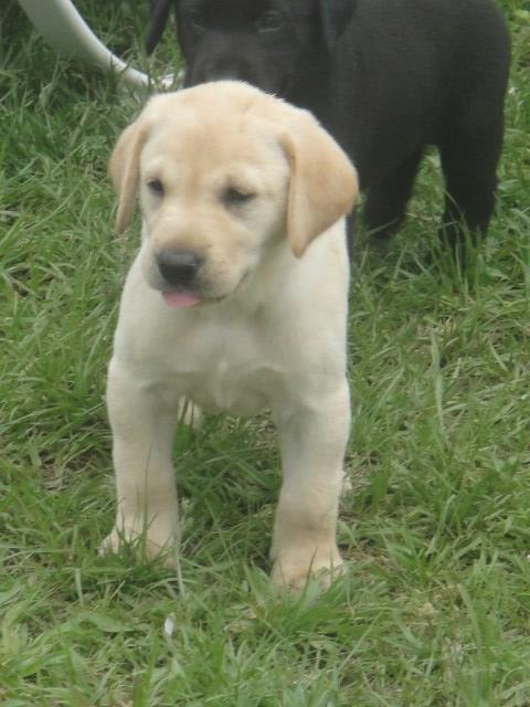 AKC Lab Puppies