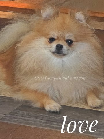 END OF SUMMER REDUCTION!!  Love - Purse Size - Excellent with kids and dogs of all sizes!