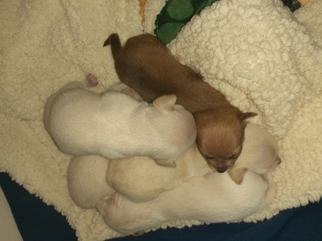 Chihuahua puppy for sale + 62201