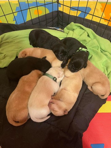 Labrador Retriever puppy for sale + 61694