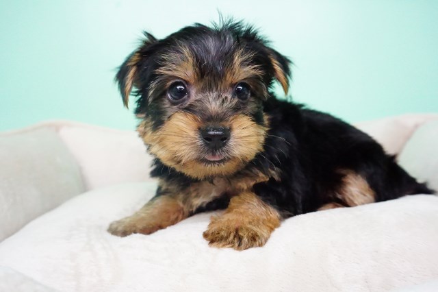 Yorkshire Terrier puppy for sale + 54308
