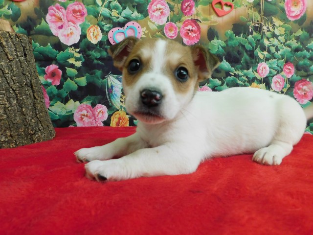 Jack Russell Terrier puppy for sale + 66420