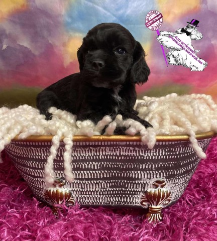 American Cocker Spaniel puppy for sale + 66268