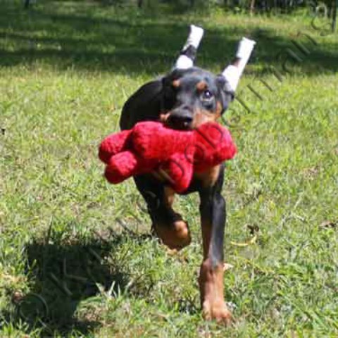 AKC black male doberman puppy called Dozer