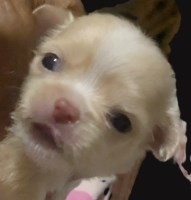Lisa Marie LC Apple Head Female Chihuahua Chihuahua for sale/adoption