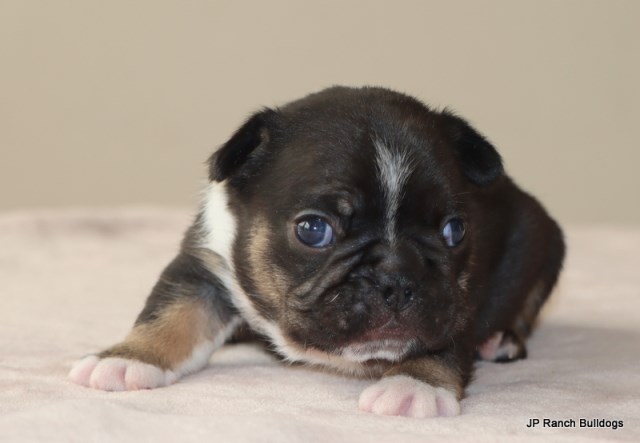 French Bulldog puppy for sale + 66801