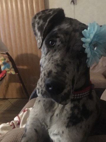 dane lafollette tennessee