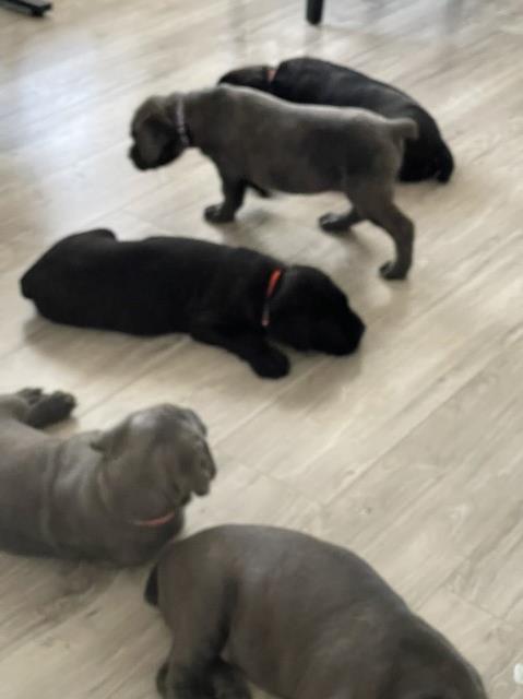 Cane Corso puppy for sale + 64944