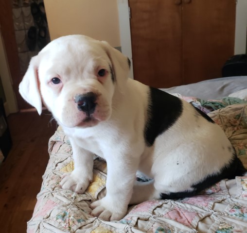 American Bulldog NKC males