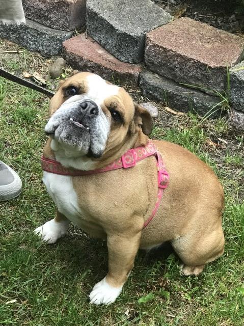 2 year old English Bulldog for sale to good home.