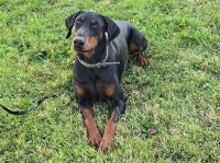 Doberman Pinscher thumbnail