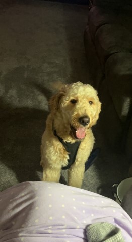 Goldendoodle puppy for sale + 64221
