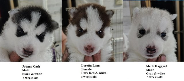 AKC Siberian Husky Champion  lines
