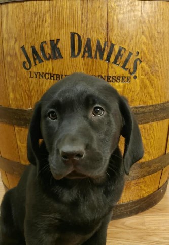 CKC Black Male Lab Puppy!!!