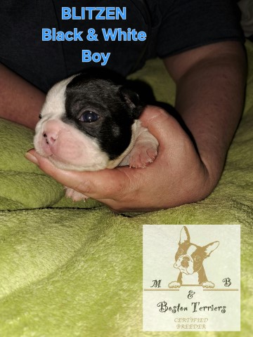 AKC health tested Boston terrier puppies