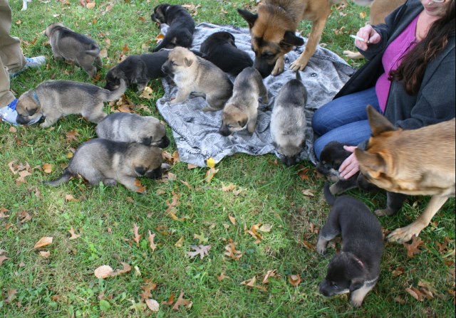 German Shepherd Dog puppy for sale + 50630