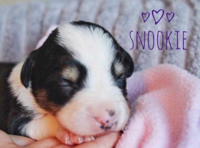 Snookie.  Border Collie x Papillon