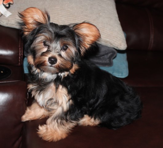Yorkshire Terrier puppy for sale + 53441