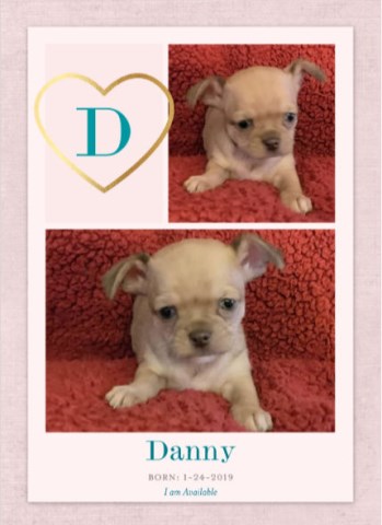 Chihuahua puppy for sale + 53872