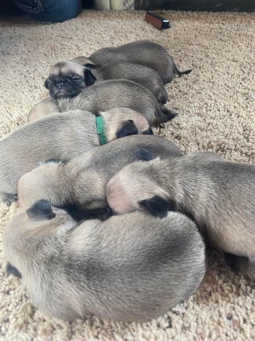 Pug Puppies!!!!