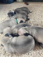 Pug Puppies!!!! Pug for sale/adoption