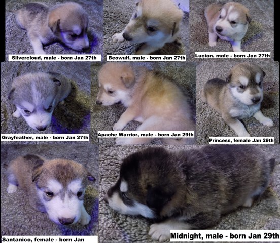 Wolf Cub Hybrids