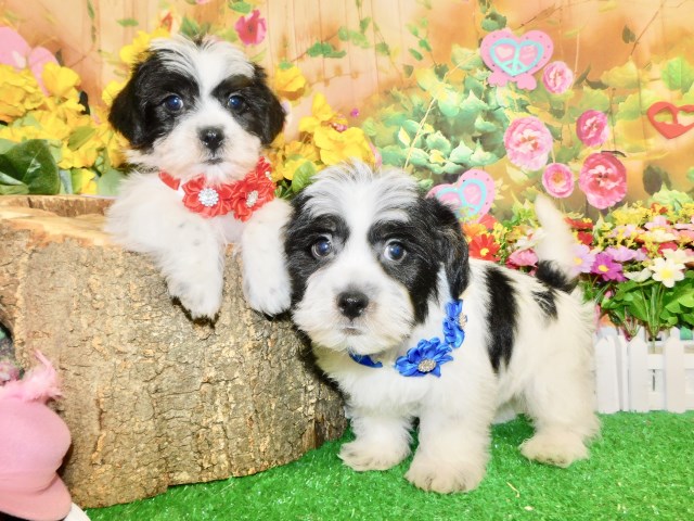 Chicago Shihpoo X Babies. Nonshedding.