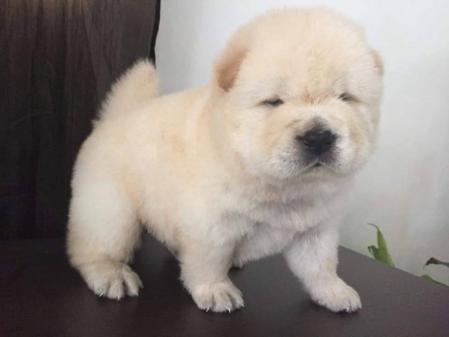 Chow Chow puppy dog for sale in Streamwood, Illinois